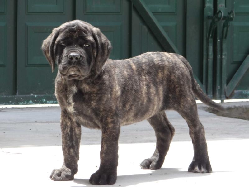 GYPSY (FLORES) | Mastiff 