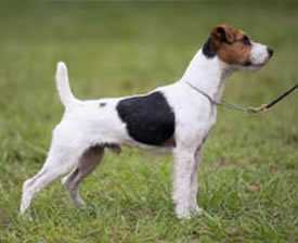 fox island rock | Jack Russell Terrier 