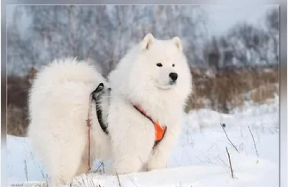 VANDERBILT’S ONE DORIAN SPRING | Samoyed 