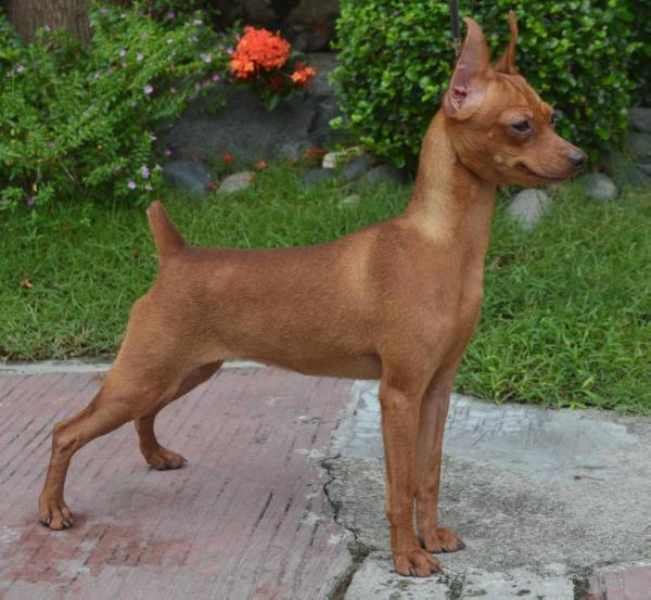 RED ROSE's HUMBLE RICHES | Miniature Pinscher 