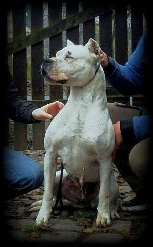 Cazador Criollo Bonita | Argentine Dogo 