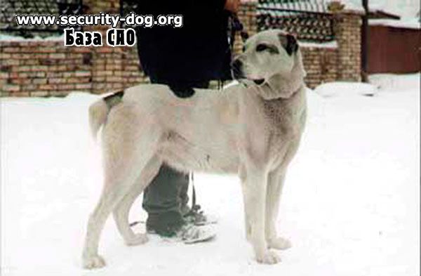 Chara kern | Central Asian Shepherd Dog 