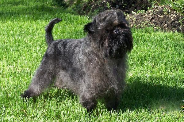 Ceterra´s Good Thing I´m Cute | Affenpinscher 