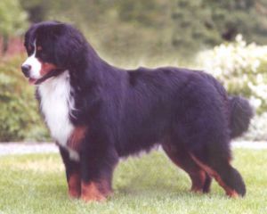 Mountain Spirit's Secret Desire | Bernese Mountain Dog 