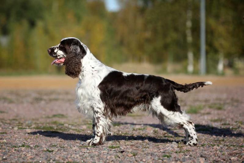 Foxberryhills Ginger Cake | English Springer Spaniel 