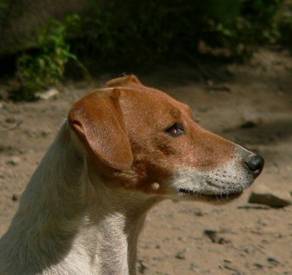 Marcy | Jack Russell Terrier 