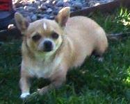 HENRY'S PRECIOUS FELICITY MOMENTS | Chihuahua 