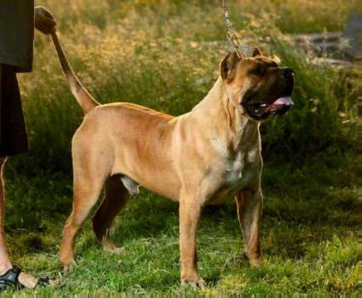 Mahey de Teneguia | Perro de Presa Canario 