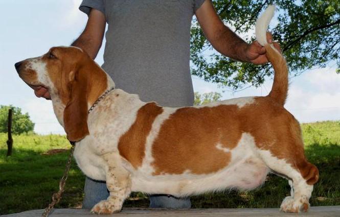 STONEWALL Arwen | Basset Hound 