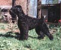 Lyala Chernaya Oleks is Chernoy Stai | Black Russian Terrier 