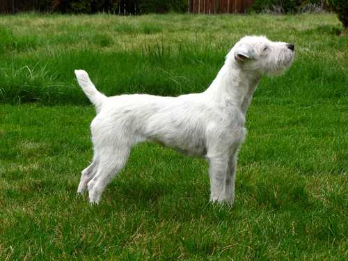 Forget-Me-Not Whiteout | Jack Russell Terrier 