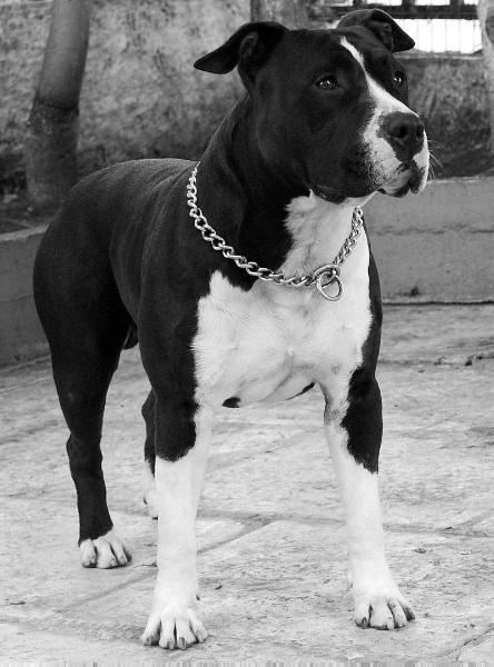 Enduro Champion Of Rings | American Staffordshire Terrier 
