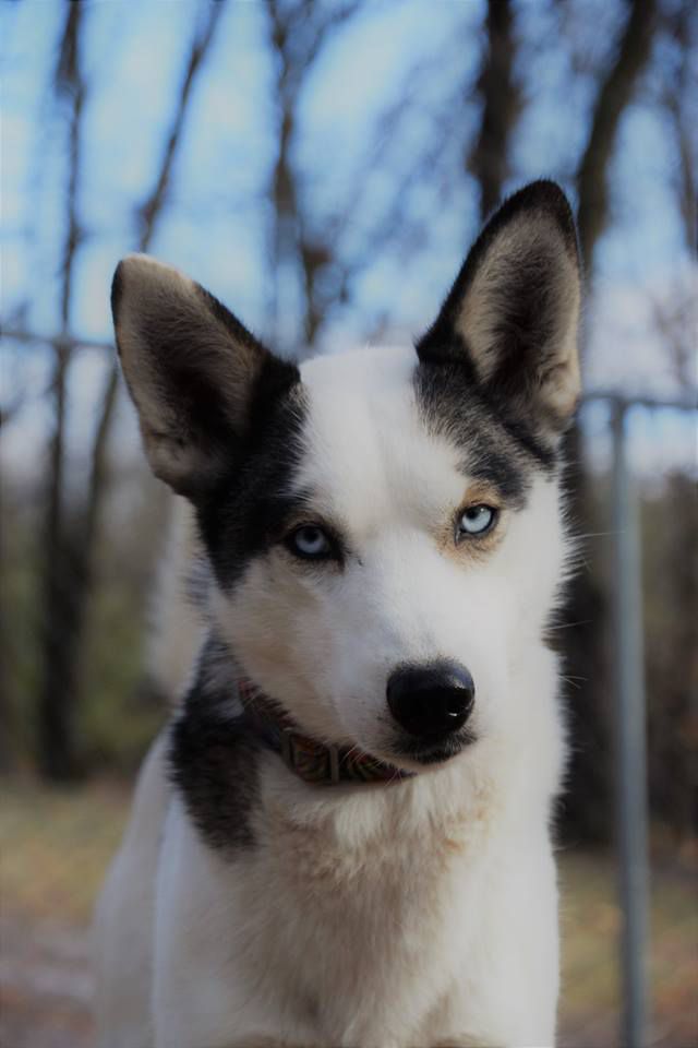 Winterstorm's Quinn Of Thunderfeet 92.45 | Siberian Husky 