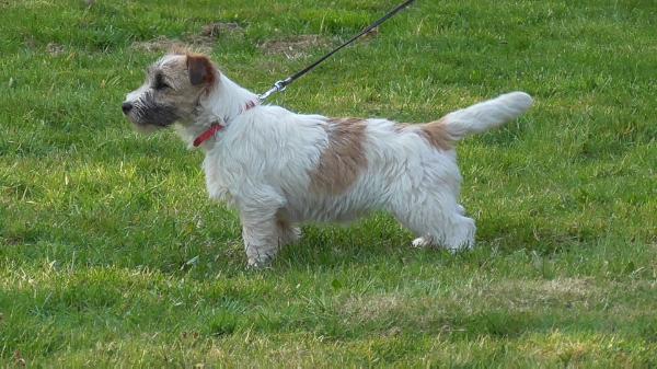 ABRA  Beti's Diamonds | Jack Russell Terrier 