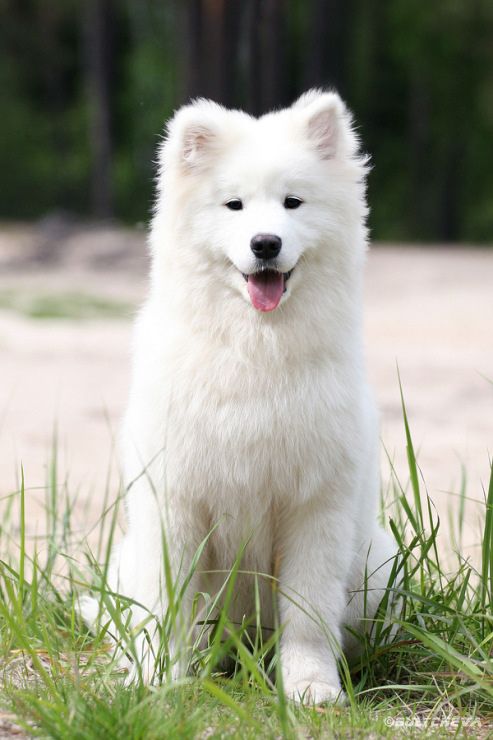 Alkhabor Almira Kiara Green Grass | Samoyed 