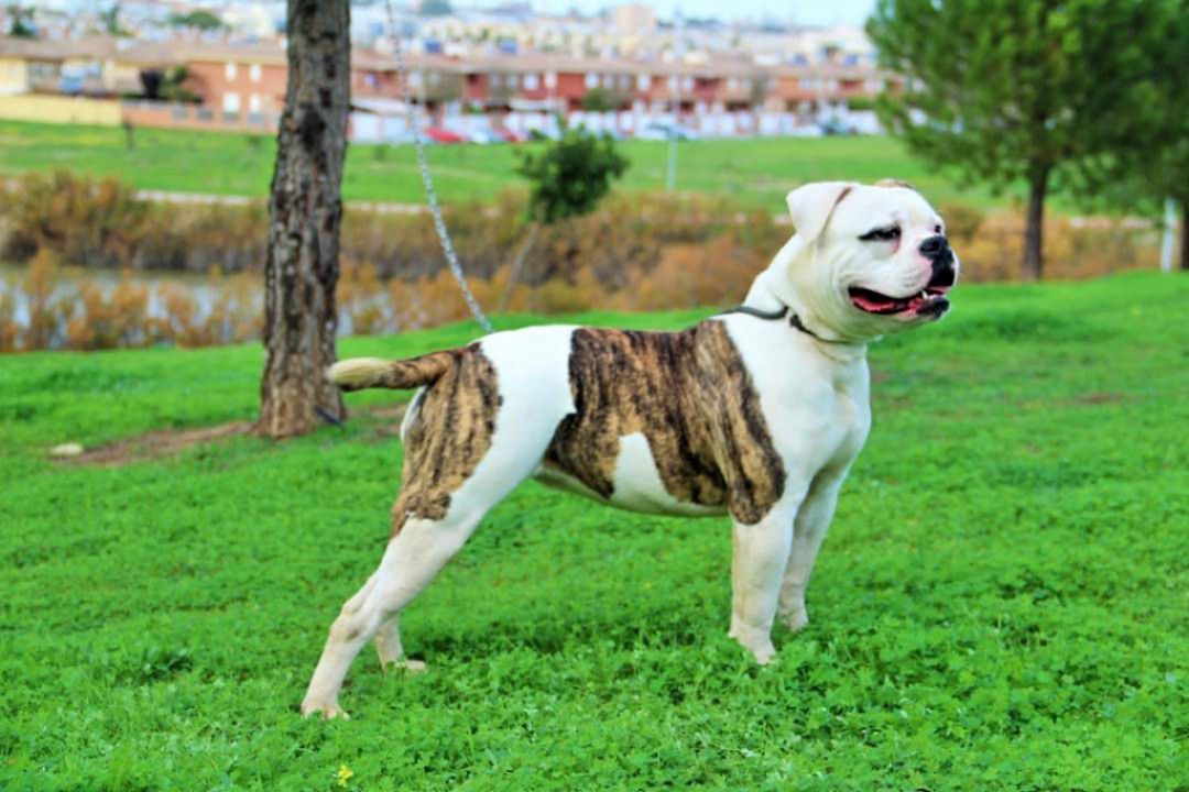 Bercianobulls VENUS | American Bulldog 