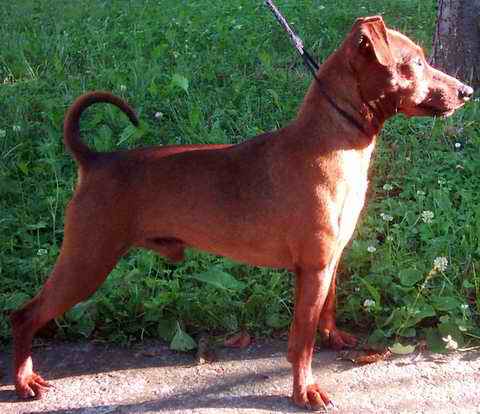 Blue-Star Levi¿s | Miniature Pinscher 