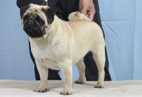 Lleo-Sanmart-Shema celia | Pug 