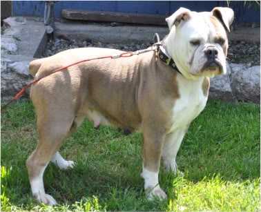 Carrera's Blue Berry | Olde English Bulldogge 