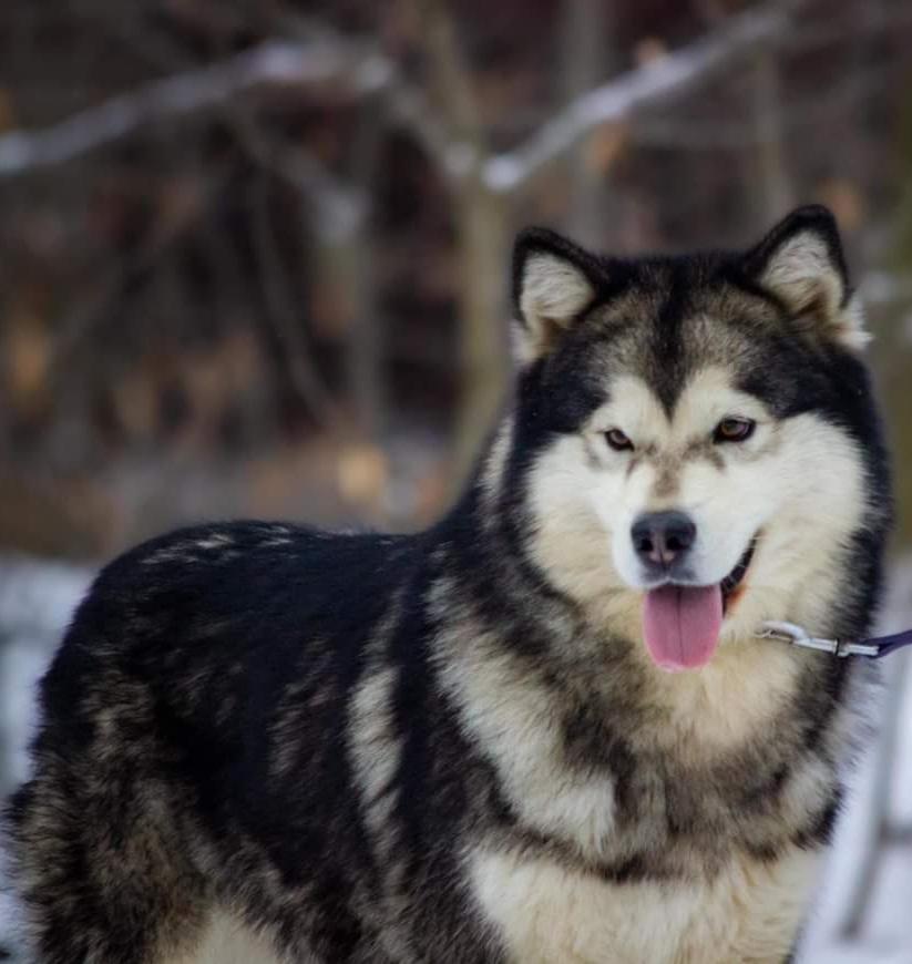 Snocreek's Fast N' Furious | Alaskan Malamute 