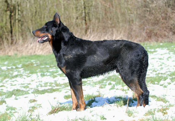 Udson du Murier de Sordeille | Beauceron 