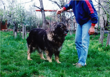 ZORA-MECA | Yugoslavian Shepherd Dog-Sarplaninac 