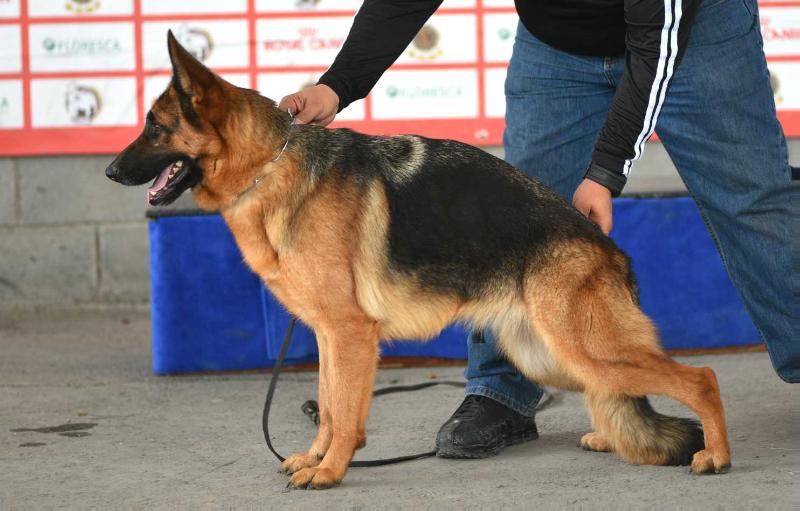 Galia (Solis) | German Shepherd Dog 