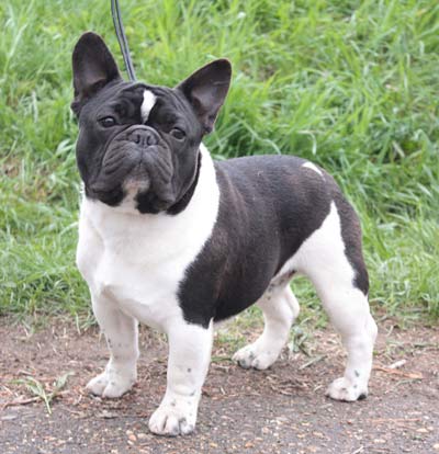 DARNIBU HAJI AMAN | French Bulldog 