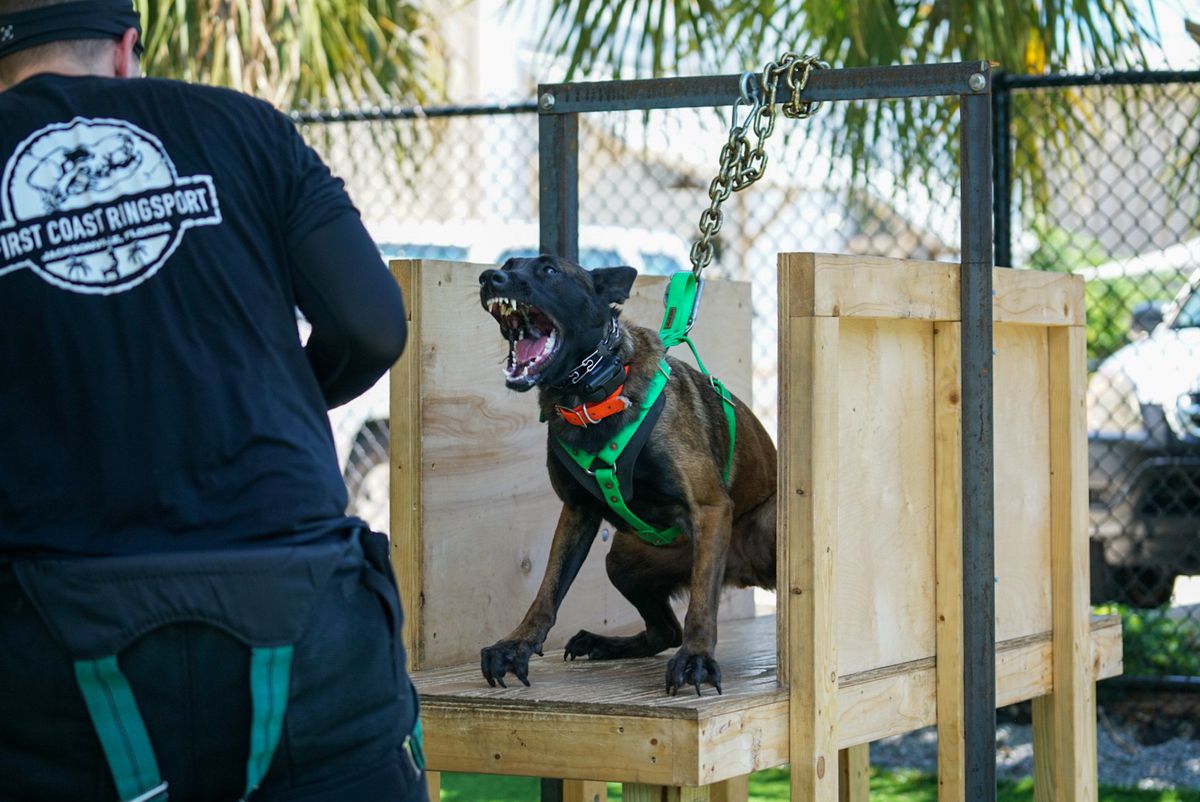 Dix De Southernwind | Belgian Malinois 