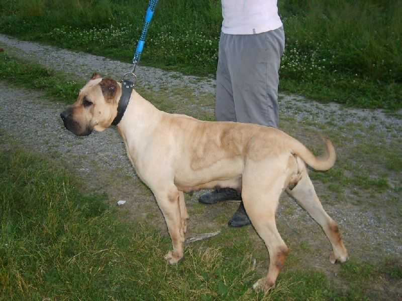 Ulla des blanches neiges ardchoise | Perro de Presa Canario 