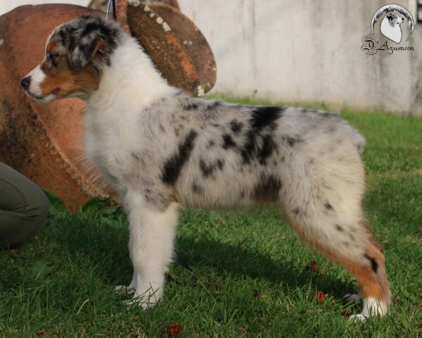 D'Azumoon American Show Bandito | Australian Shepherd 