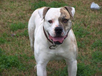 ADK's Tiamo Pal | American Bulldog 