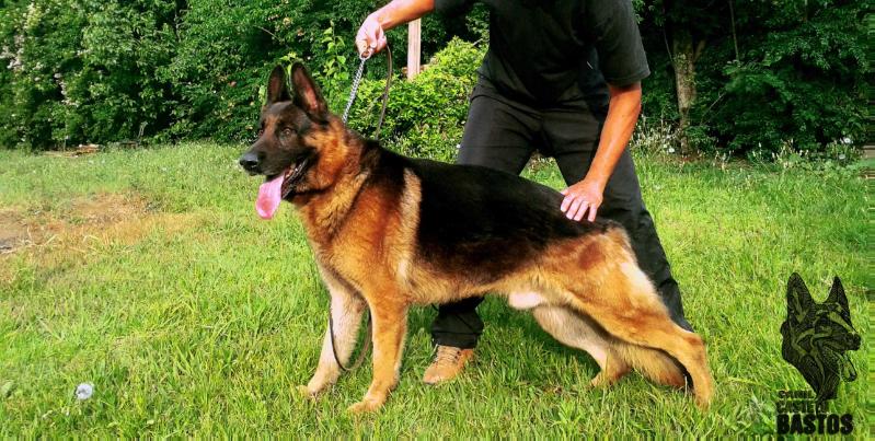 Califa do Brasao de Niteroi | German Shepherd Dog 