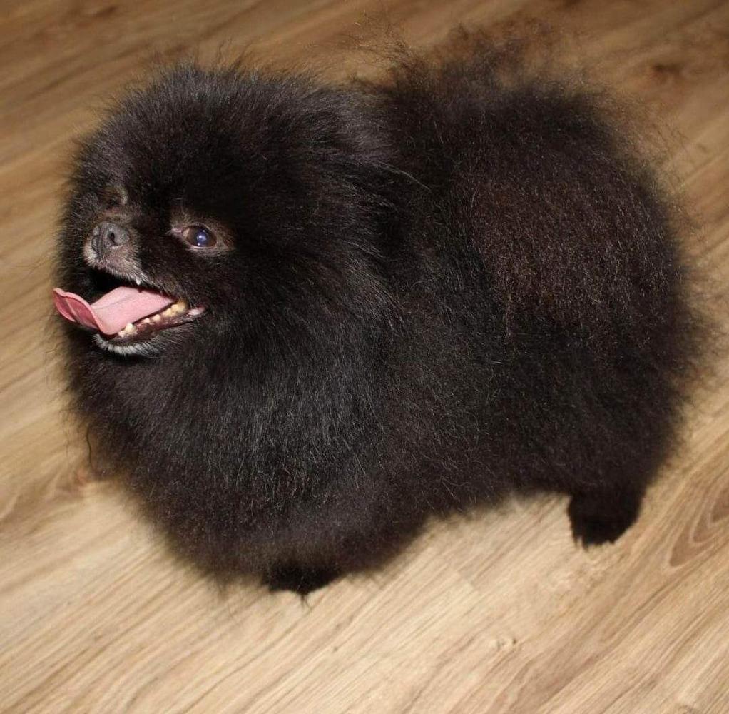 Black Storm | German Spitz 
