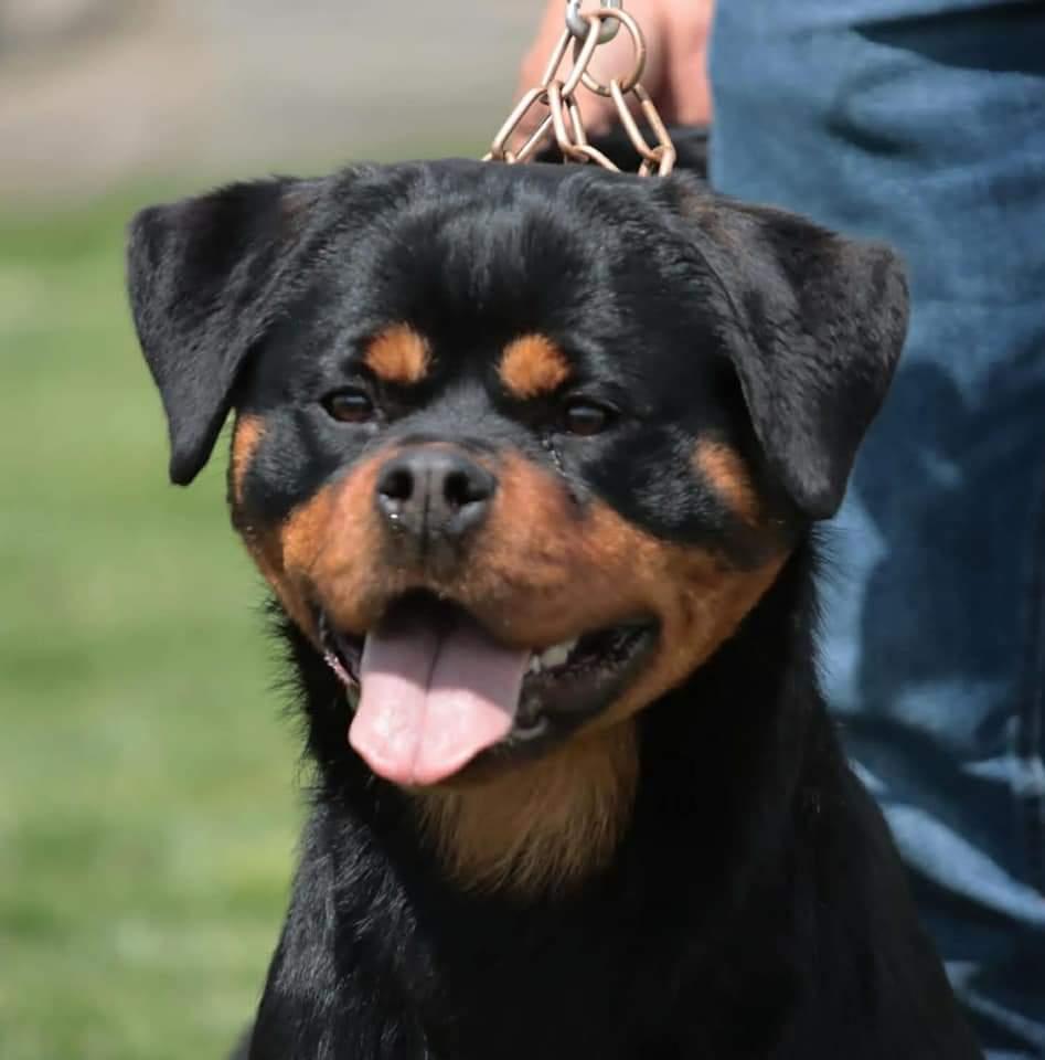 Eliza de Knuevehispana | Rottweiler 