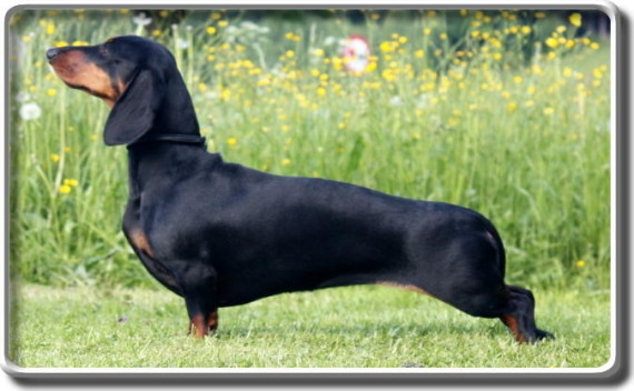 xeena lisa vom krummholz | Dachshund 