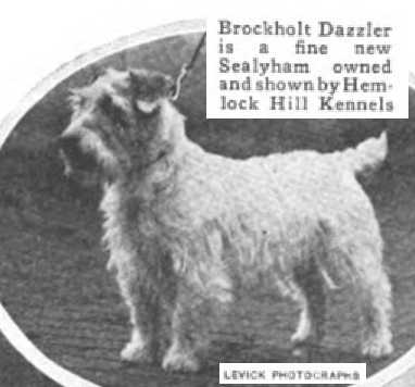 Brockholt Dazzler | Sealyham Terrier 