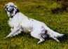 Quercia delle Morene | English Setter 