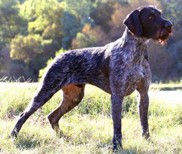 BRISKO V.D. WESTMARK | German Wirehaired Pointer 