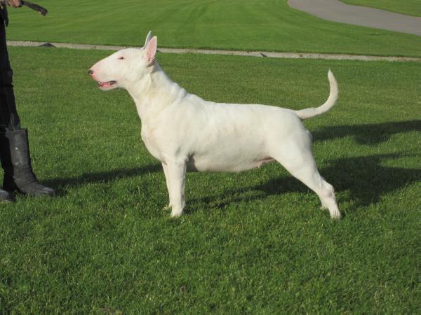 Sweet Sensation off Daikini | Bull Terrier 