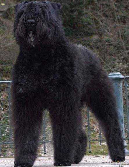 BYRON-LOVER-FOREVER DU CLOS DE LA LUETTE | Bouvier des Flandres 