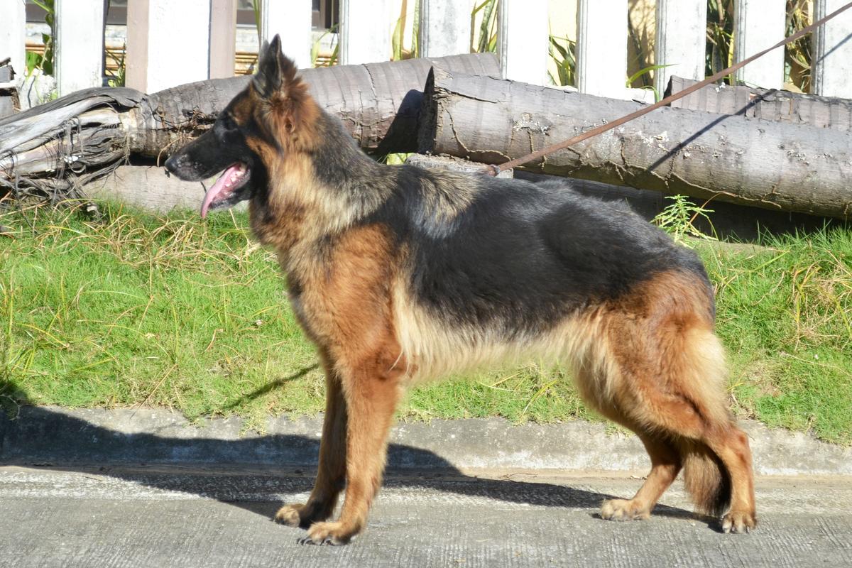 Atlanta Von Dramill-Hof | German Shepherd Dog 