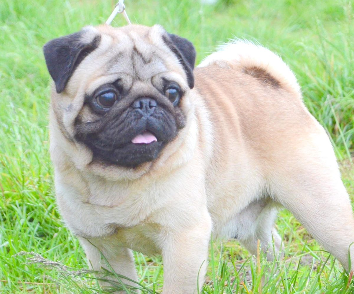 SAGLAN'S RUBEDO | Pug 