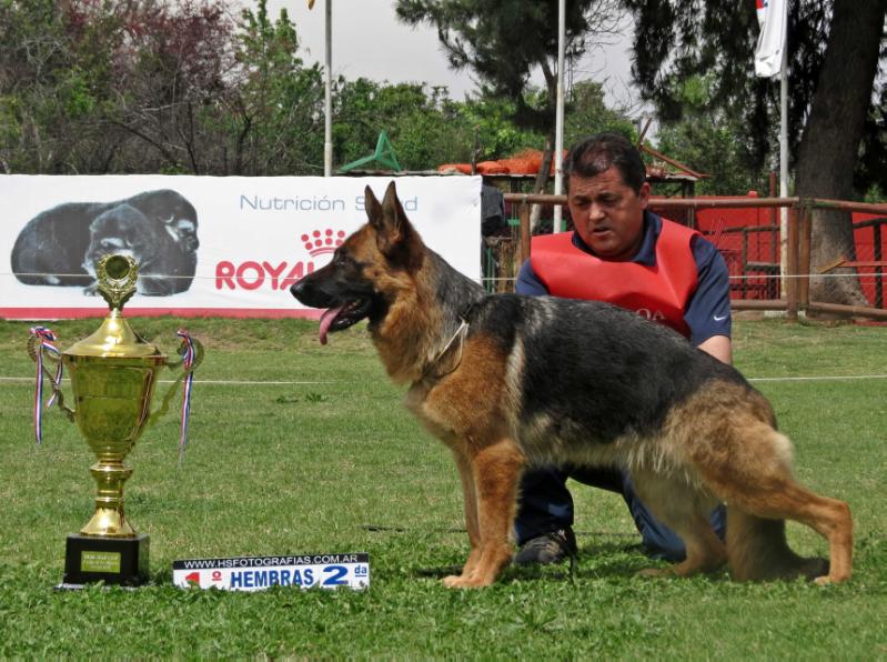 Mily Von Taurus | German Shepherd Dog 