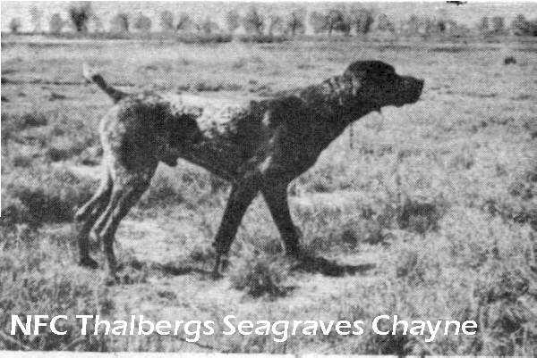 Thalberg's Seagraves Chayne | German Shorthaired Pointer 