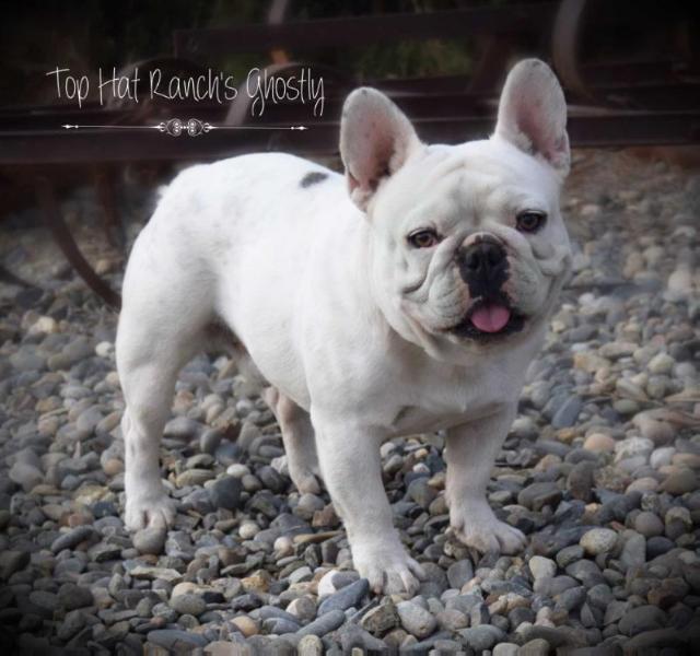 Top Hat's Ghostly Apparition | French Bulldog 