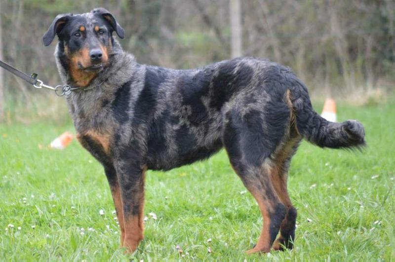 Iada Argentee des Feux de la Catiniere | Beauceron 