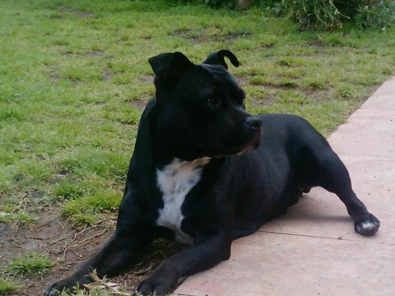 BOEMI' PARAPPAPARD | Staffordshire Bull Terrier 