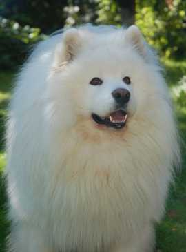 Dorian Spring Arnaldo Aresmendi | Samoyed 