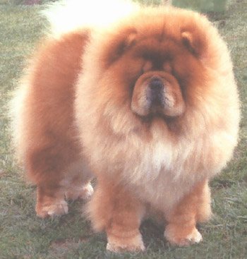 Barjo's Notorious (Tory) | Chow Chow 